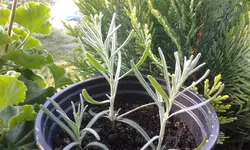 20160703_070332.webp
