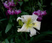 IMG_2432-2.webp