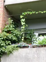 P1010010.webp