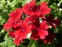 P1010025.webp