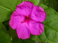 P1010033.webp
