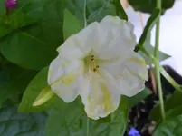 P1010034.webp