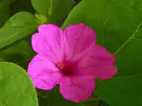 P1010036.webp