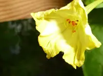 P1010039.webp
