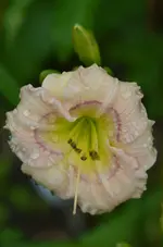 8babyblues.webp