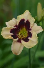 8cleopatra.webp