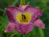 8curdmagcal.webp