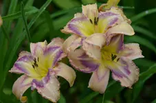 8destinytosee.webp