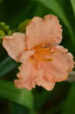 8elisabethsalter.webp