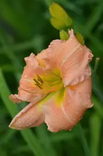 8lachsufo.webp