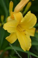 8marytodd.webp