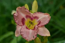 8onlybeleve.webp