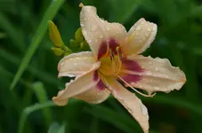 8prariecharmer.webp