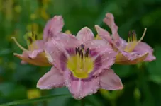 8rojalbridge.webp