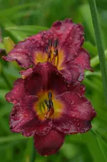 8rubywine.webp