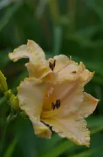 8rüschenanja.webp
