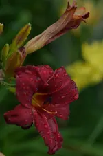 8sa244.webp