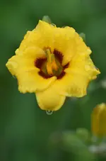8silethelsmith.webp