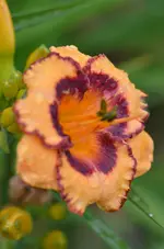 8sweetstuuff.webp