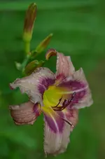 8trachya.webp