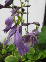 001_576x768.webp