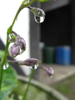 003_576x768.webp