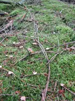 013_576x768.webp