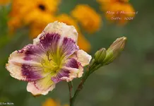 IMG_2463-2.webp