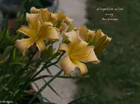 IMG_2500-2.webp