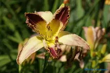 Lotus Position.webp