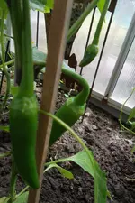 SAM_1725.webp