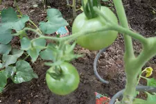 SAM_1726.webp