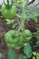 SAM_1727.webp