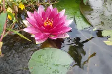 SAM_1733.webp