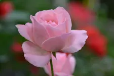 DSC_1840.webp