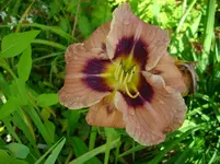 DSCI4155.webp
