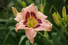 Hiesfelder Rosenrot.webp