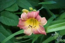 Prarie Blossoms.webp