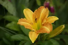 Smlg.webp