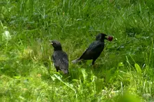 DSC_1175.webp