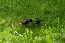 DSC_1177.jpg