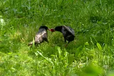 DSC_1178.jpg