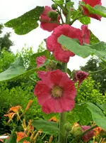 CIMG2859.webp