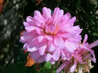 CIMG2876.webp