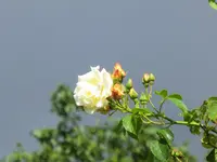 CIMG2880.jpg