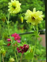 CIMG2882.webp