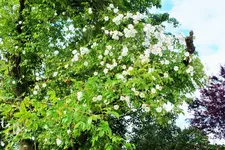DSCF6626 (2).webp