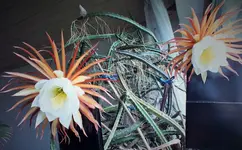 DSCF6657 (3).webp