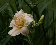 IMG_2554-2.webp