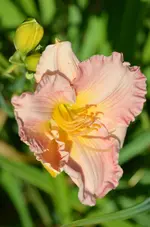 9blessing.webp